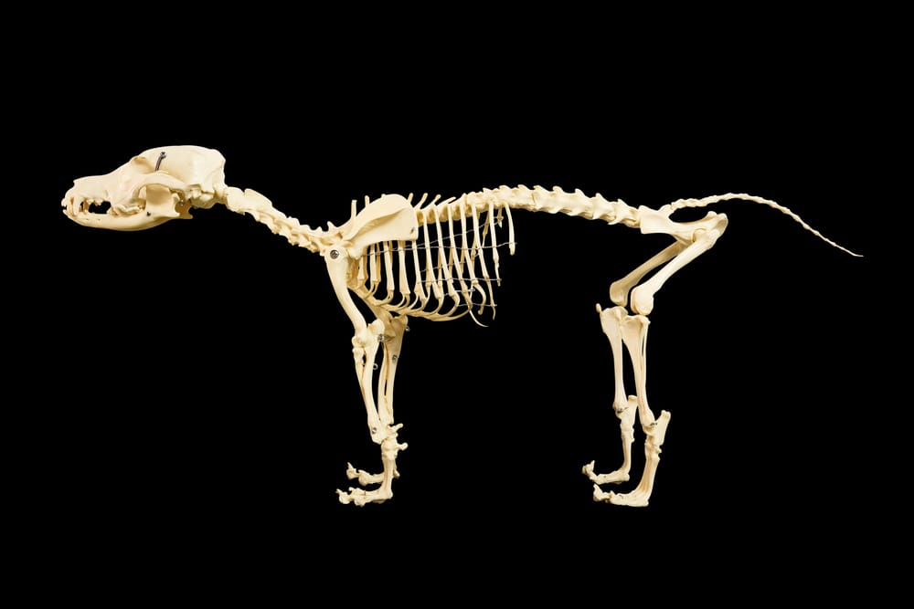dog skeleton