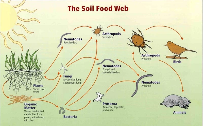 soil food web