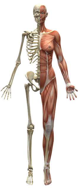 diagram of skeleton and muscles