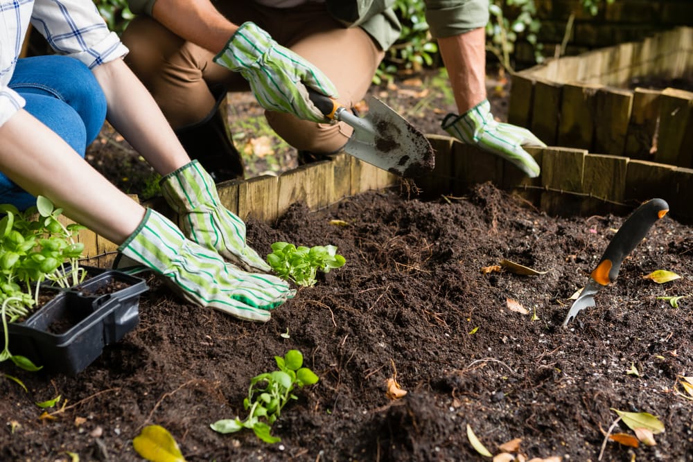 planting a garden