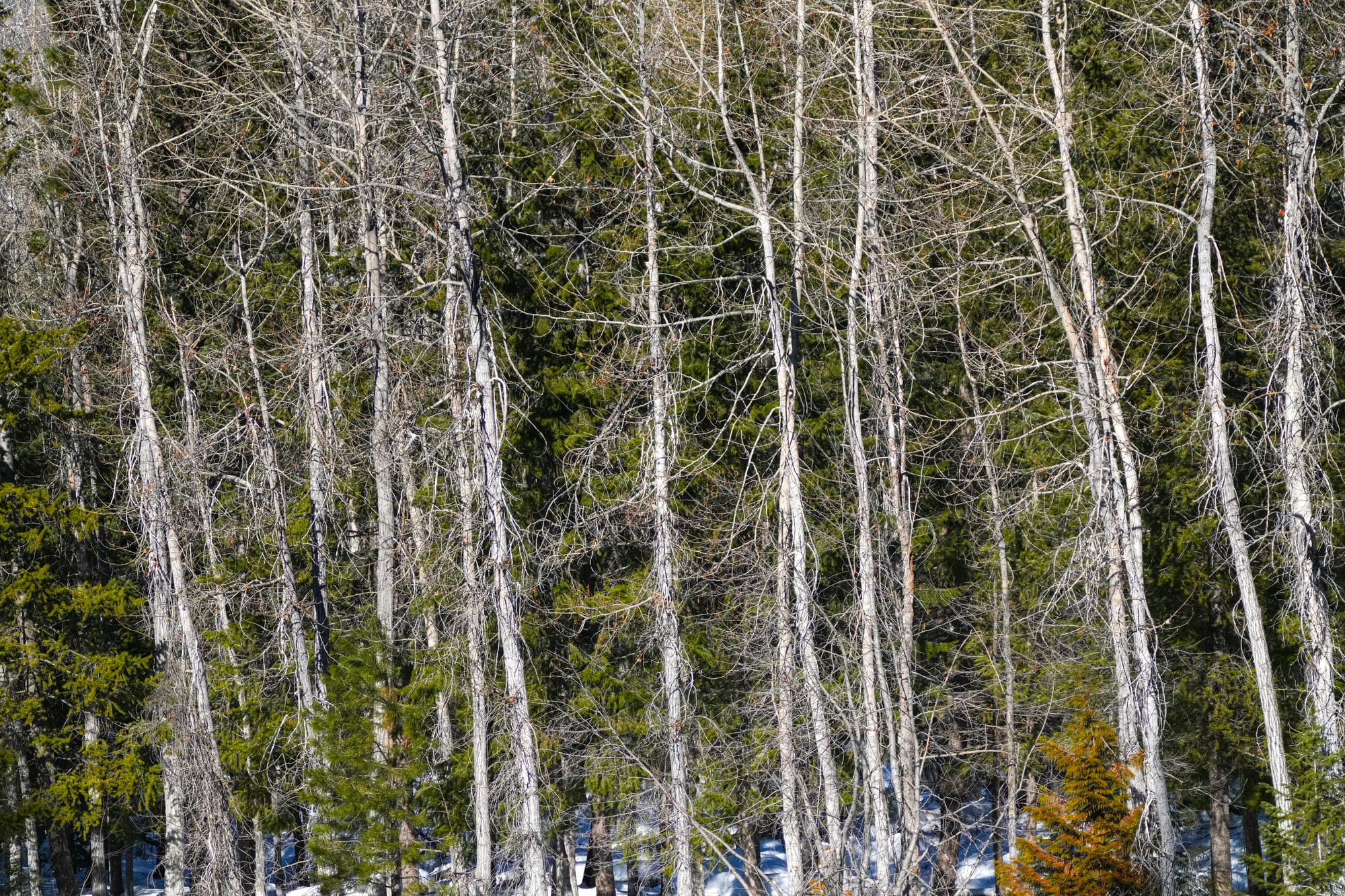 dense stand of trees