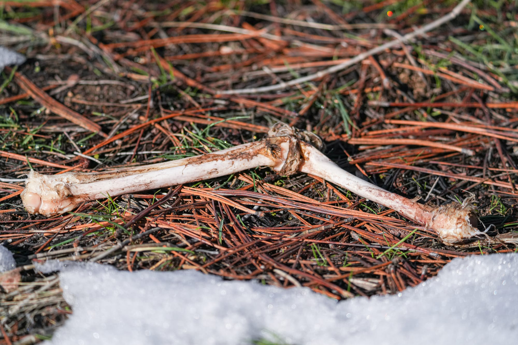 deer bones in snow