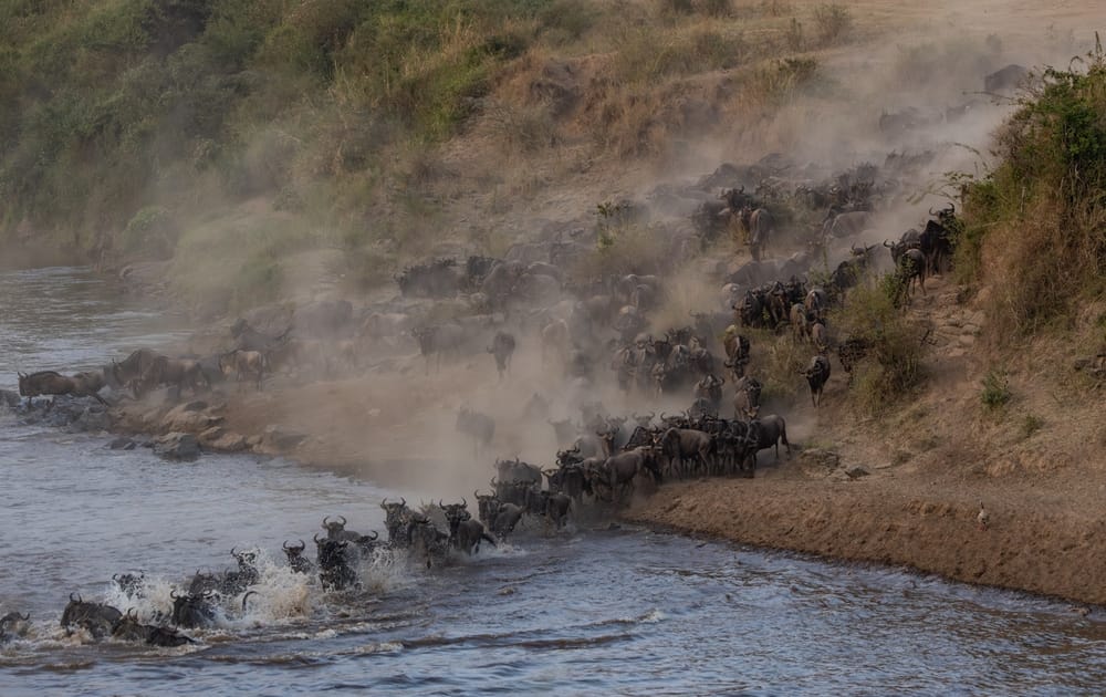 wildebeest migration
