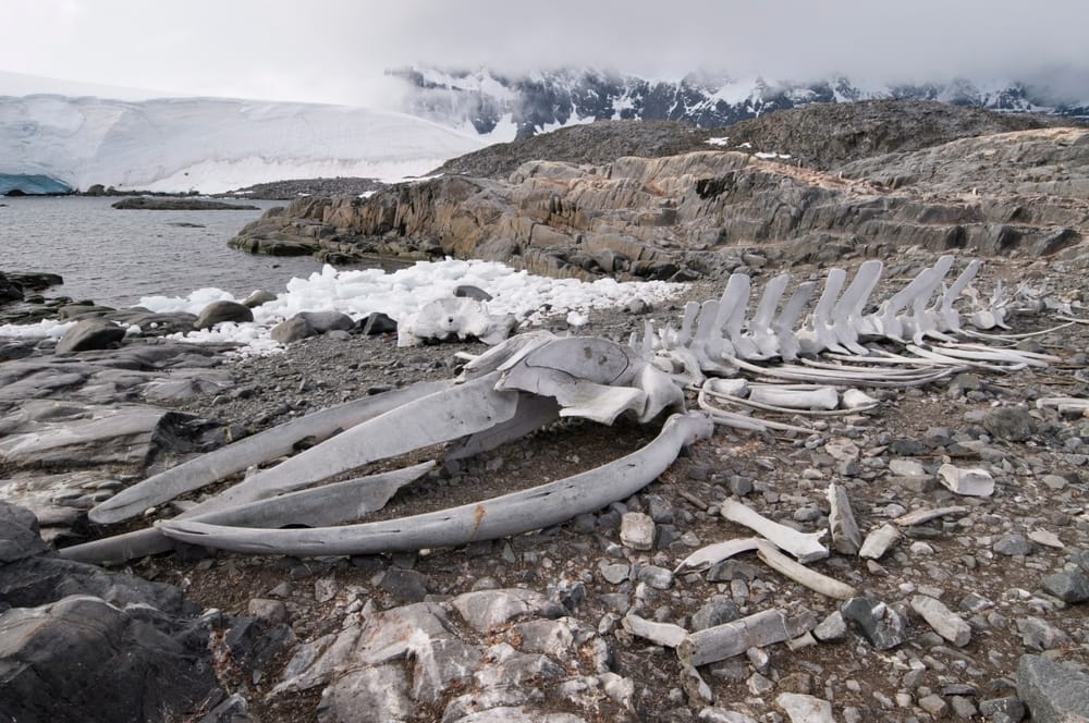 whale carcass