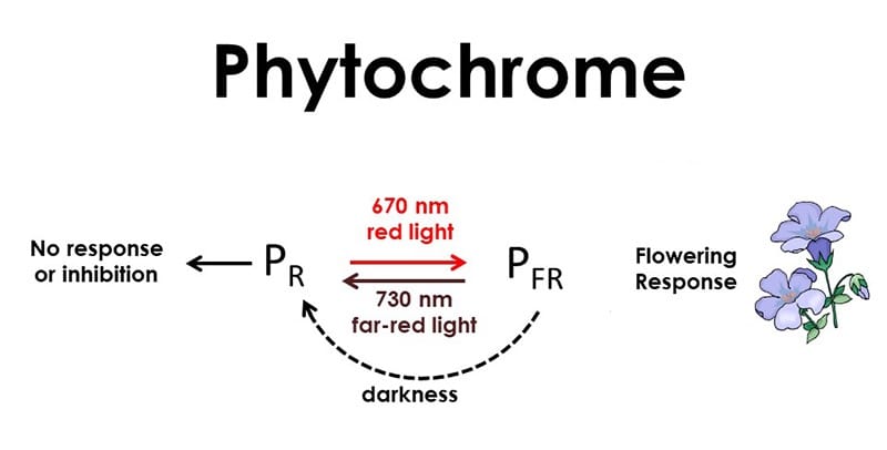 phytochrome graphic