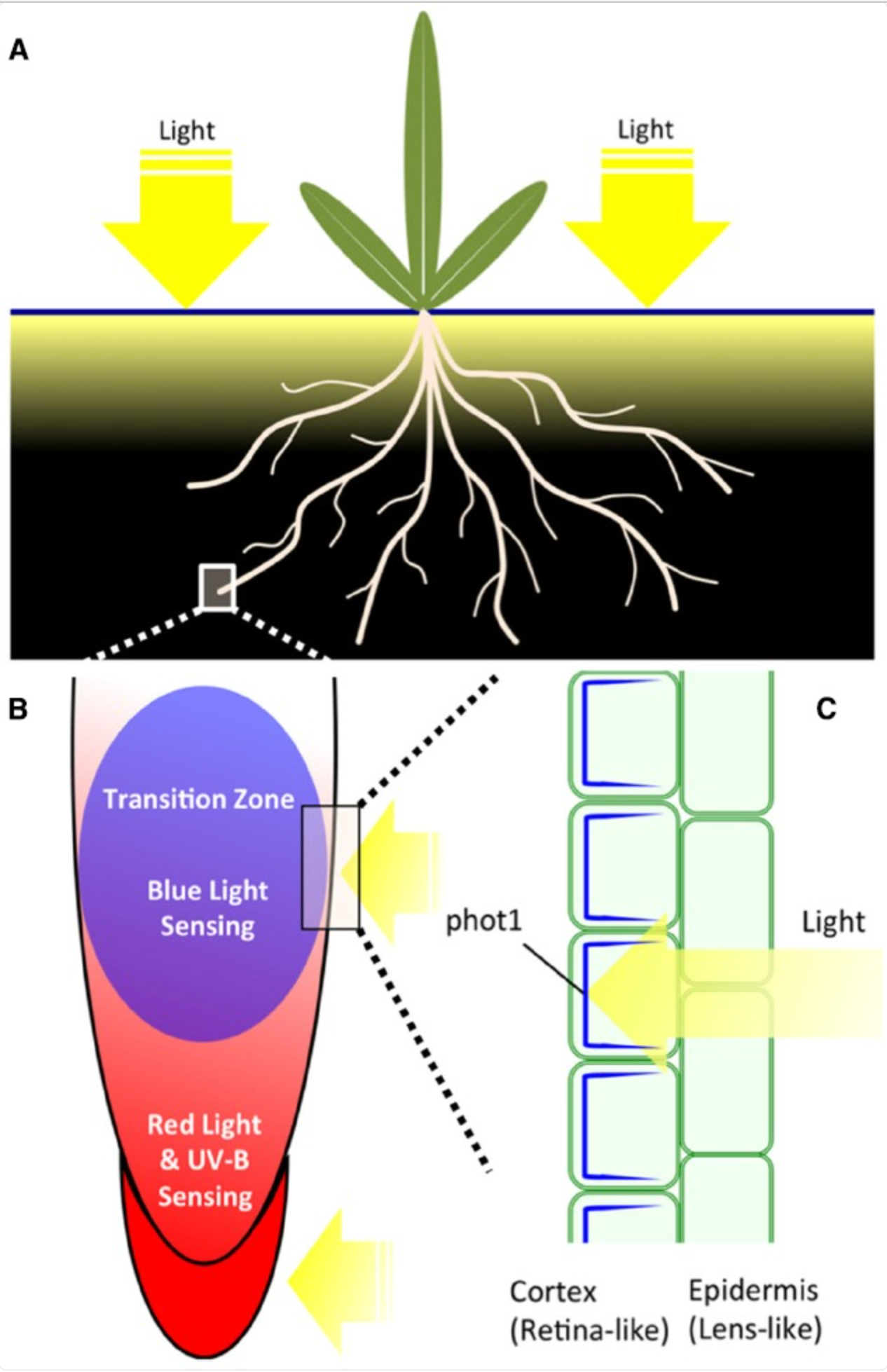 diagram of plant roots
