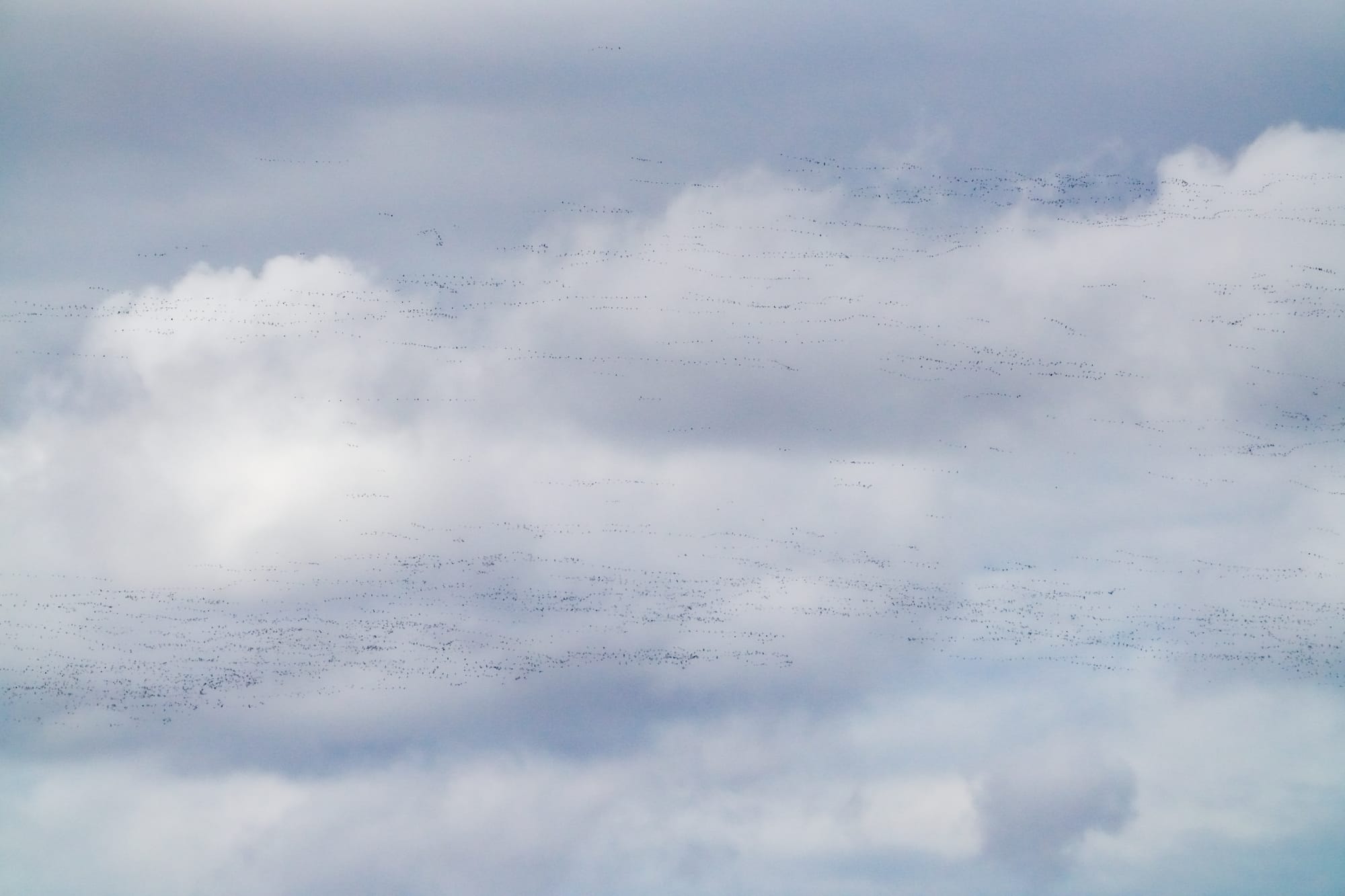 migrating snow geese