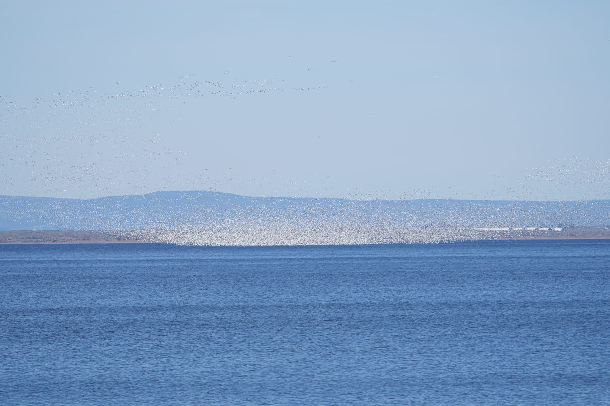snow geese on lake