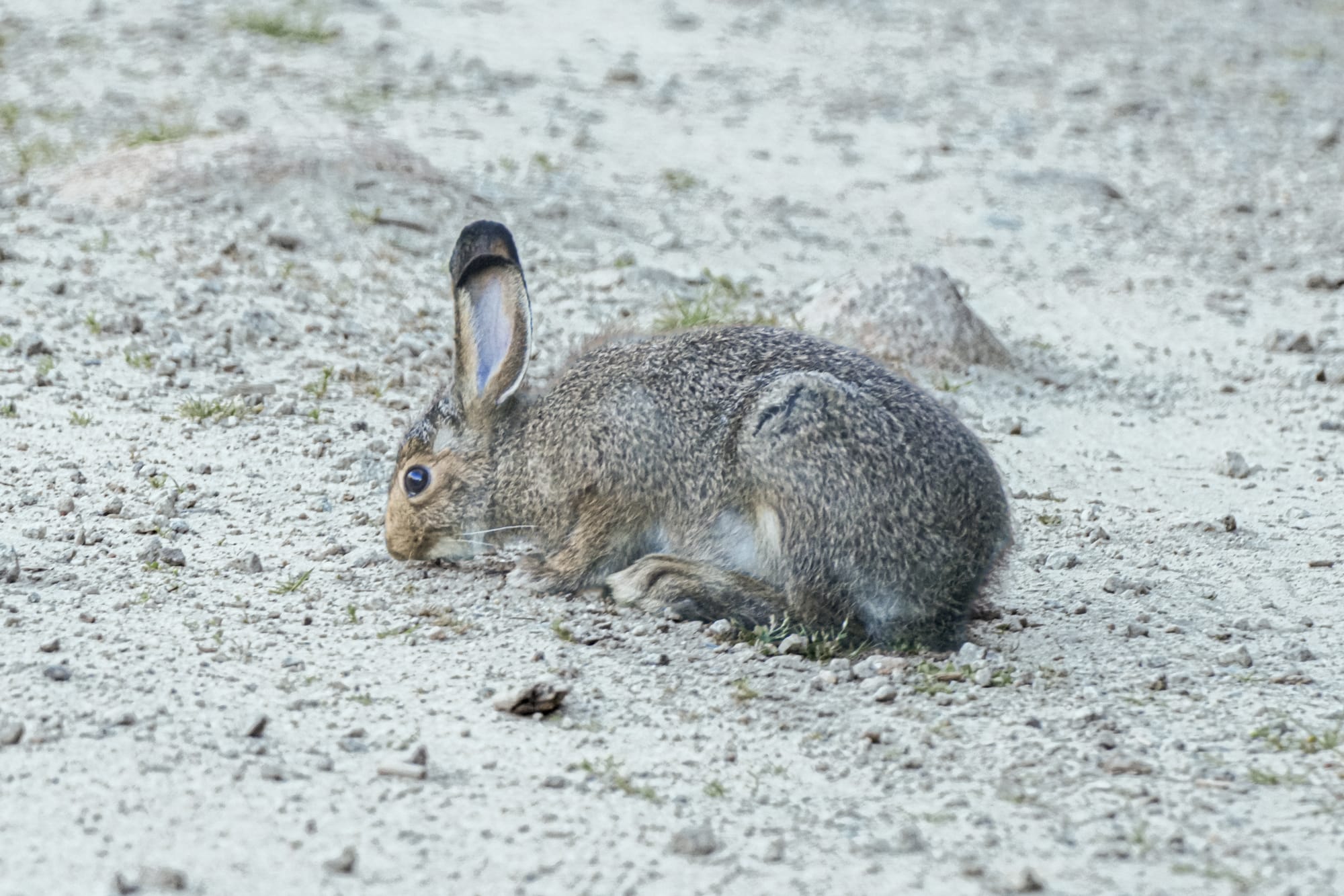 snowshoe hare