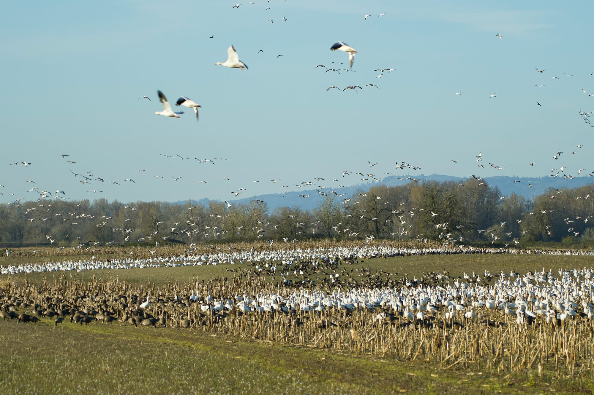 mixed geese in field