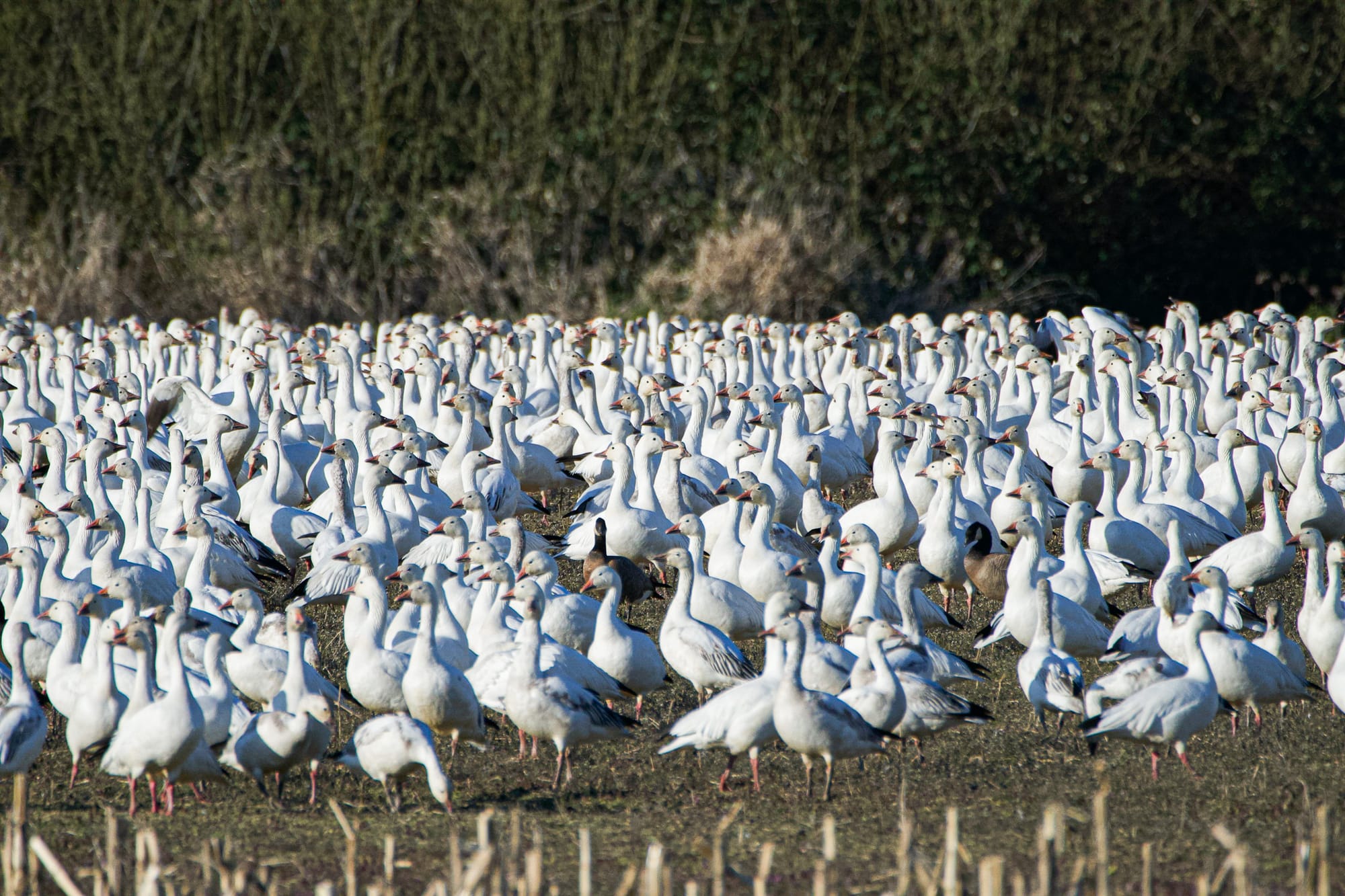 snow geese