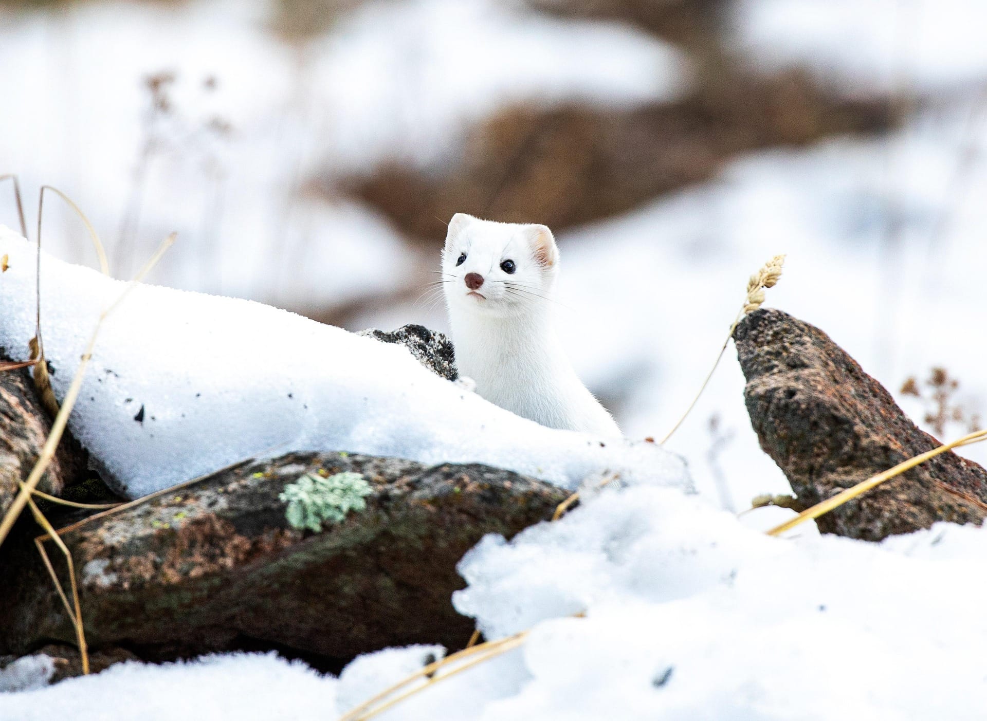 long-tailed weasel