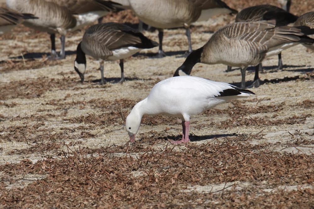 Ross's goose