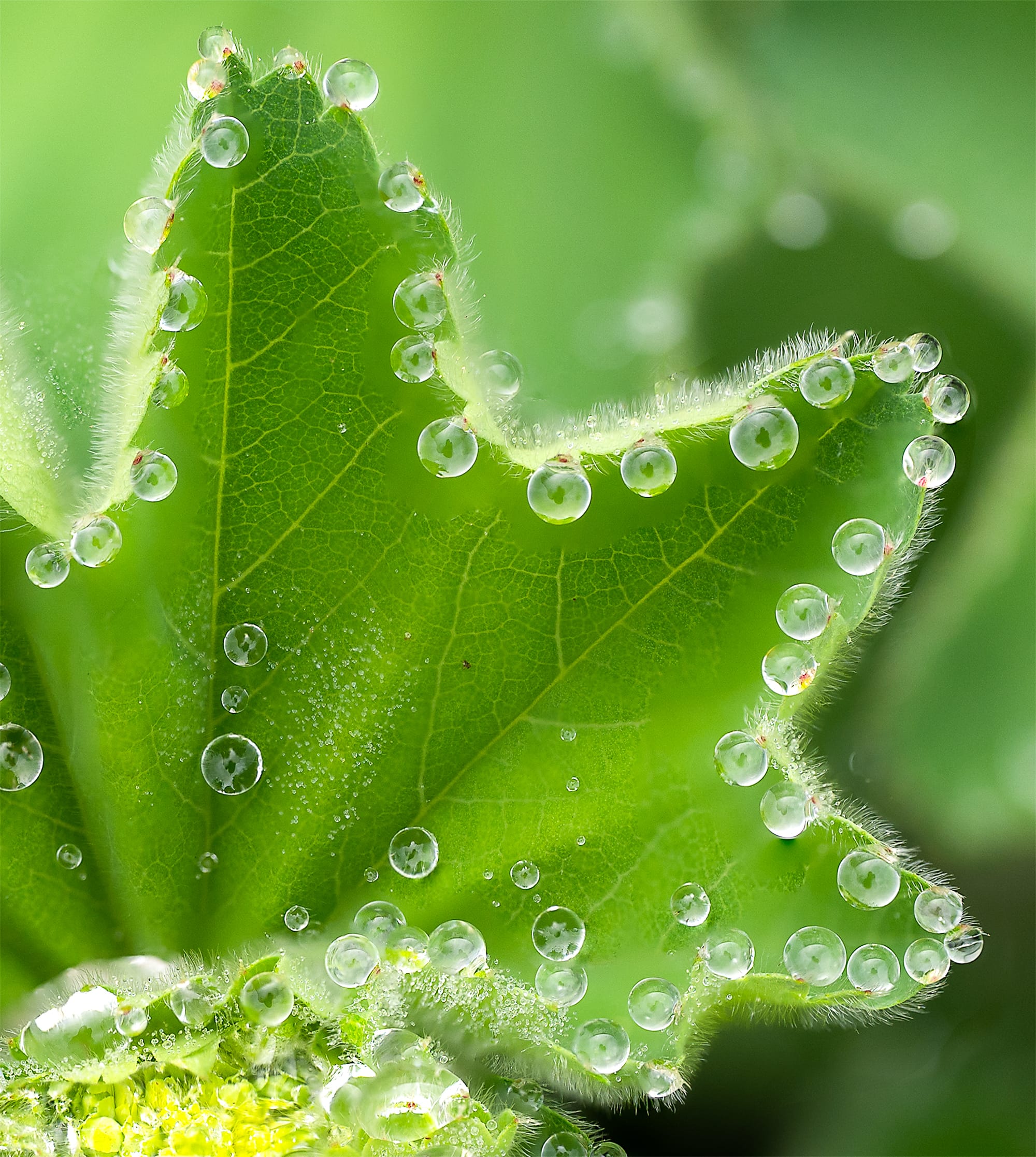 water droplets on leaf