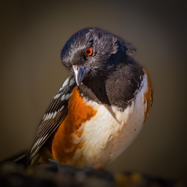 Spotted Towhee