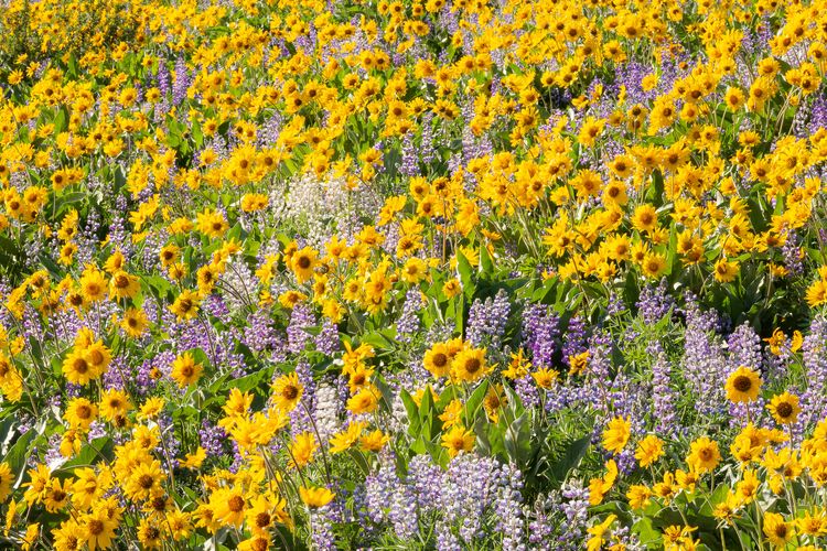 An Awesomeness of Flowers