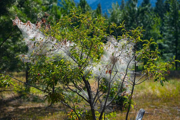 tent caterpillars