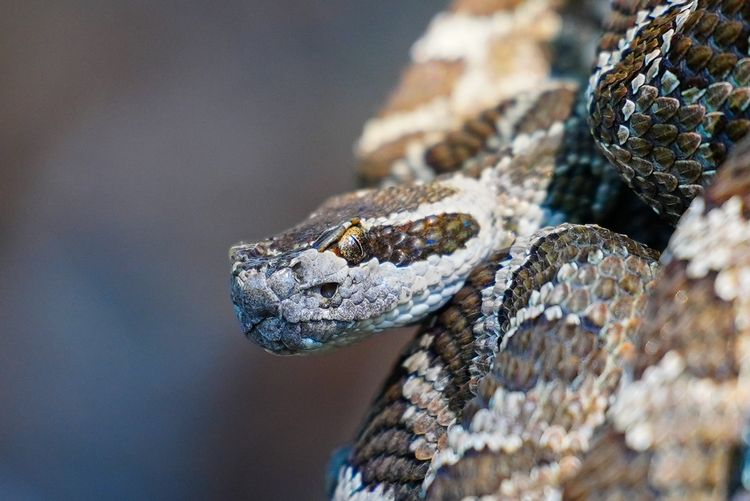 rattlesnake closeup
