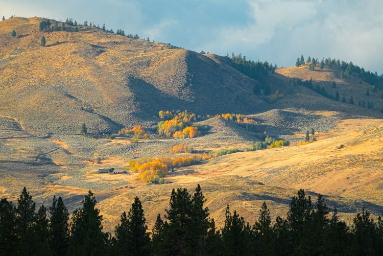 Fall colors on hillside