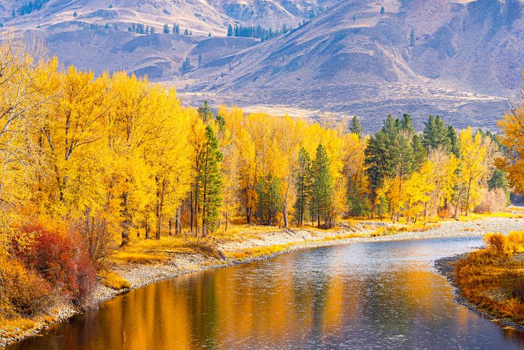 cottonwoods in fall