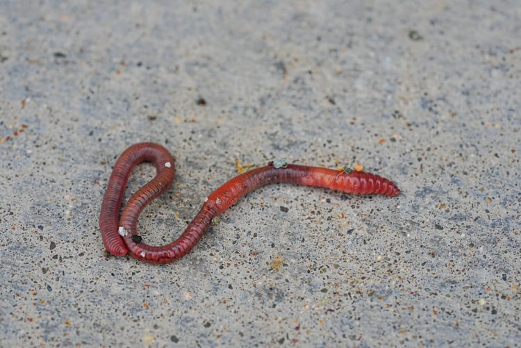 earthworm