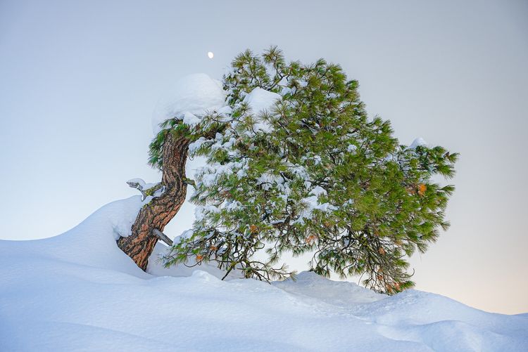 tree in snow