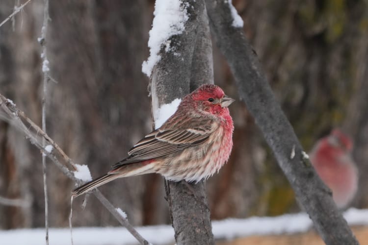 house finch