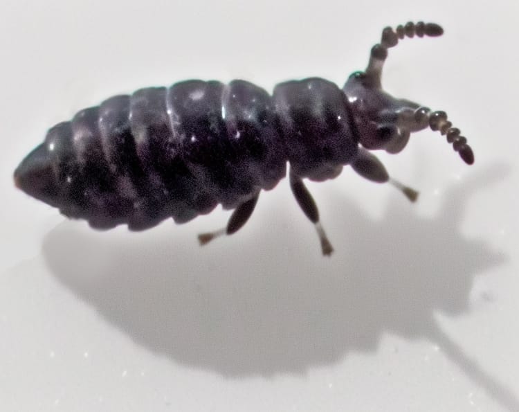 Springtails and Snow Fleas