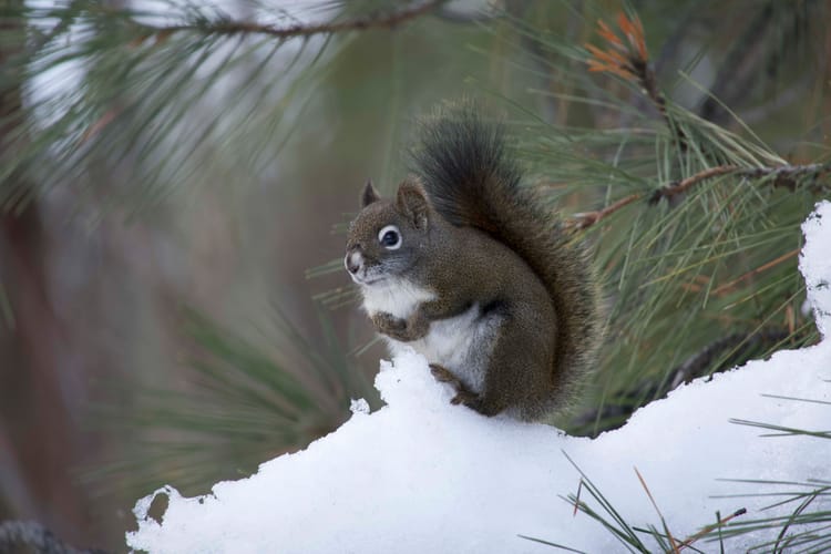 red squirrel