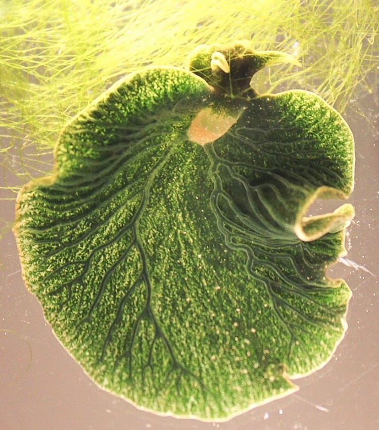 green sea slug