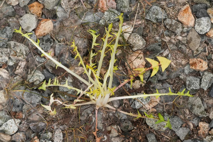 dandelion plant