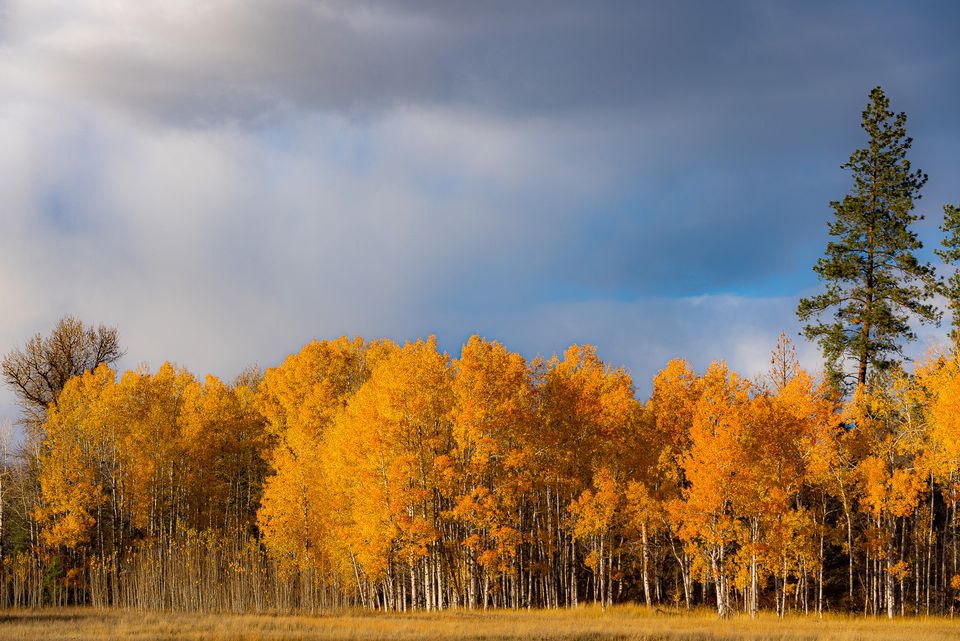 golden aspens in sun