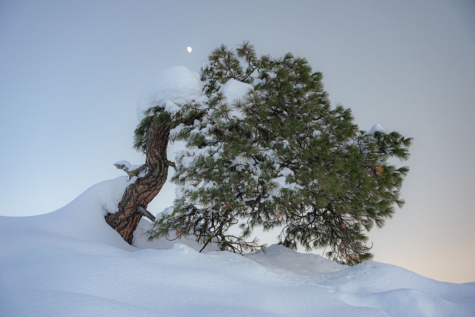 Gnarled Pine in Snow