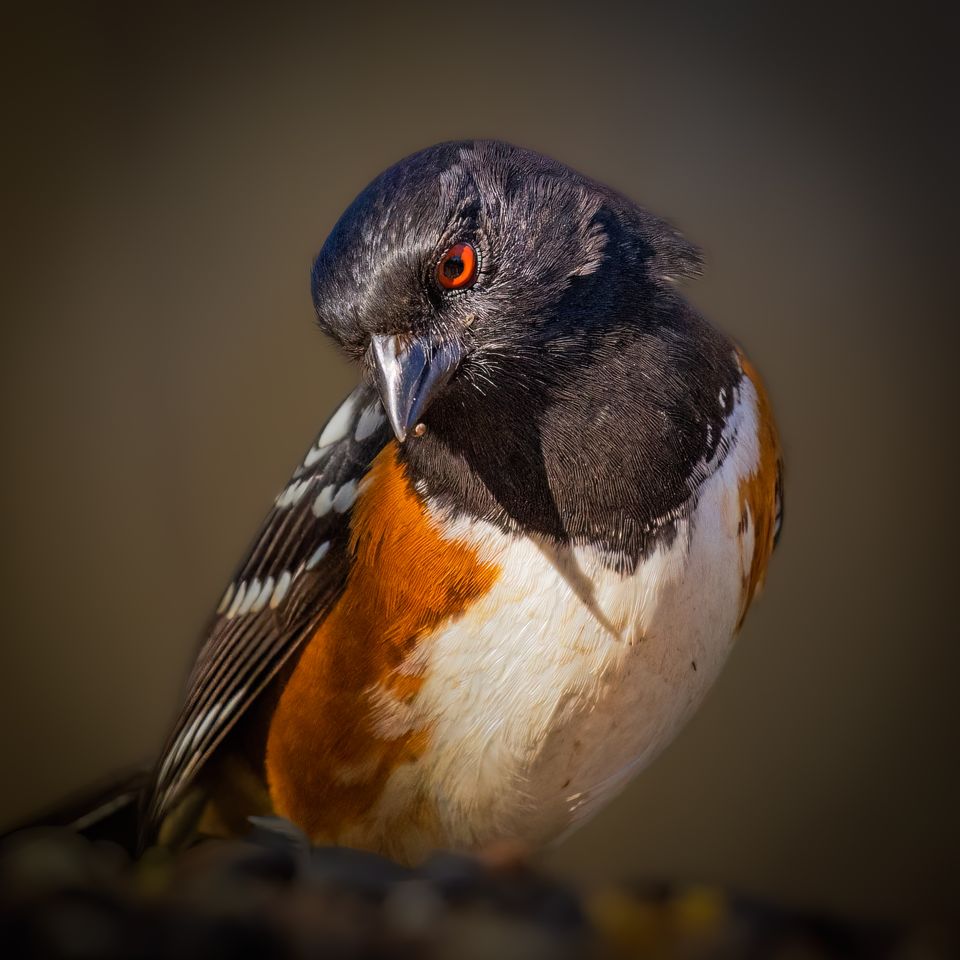 Spotted Towhee