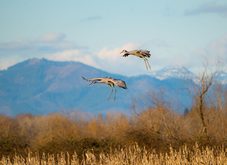 Sandhill Cranes landing