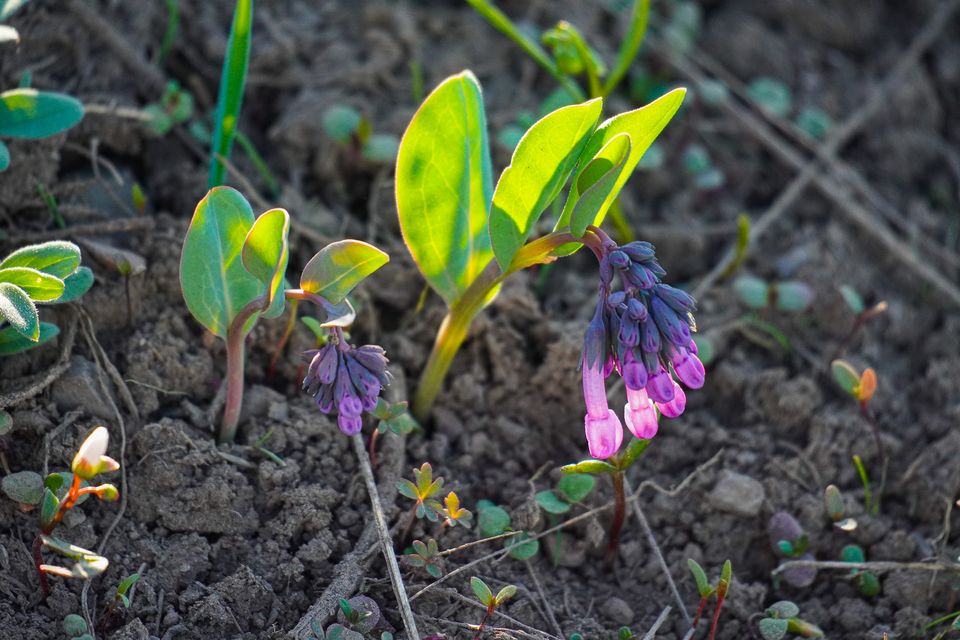 Emerging flowers