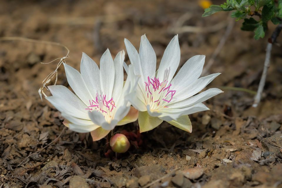 bitterroot flowers