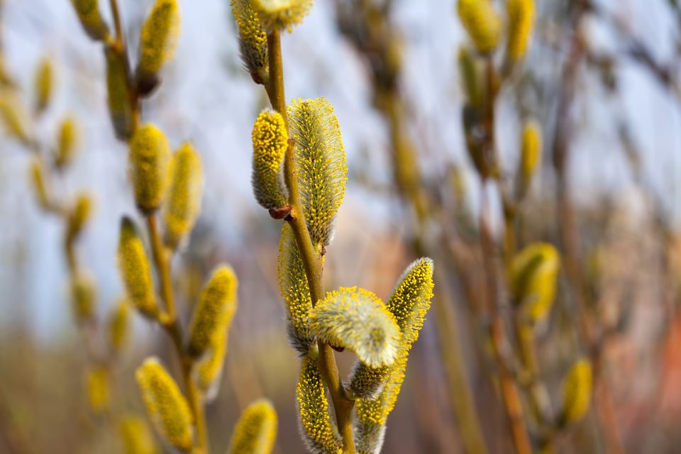 Willow pollen