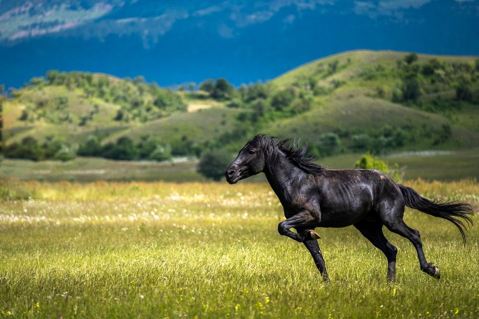 stallion running