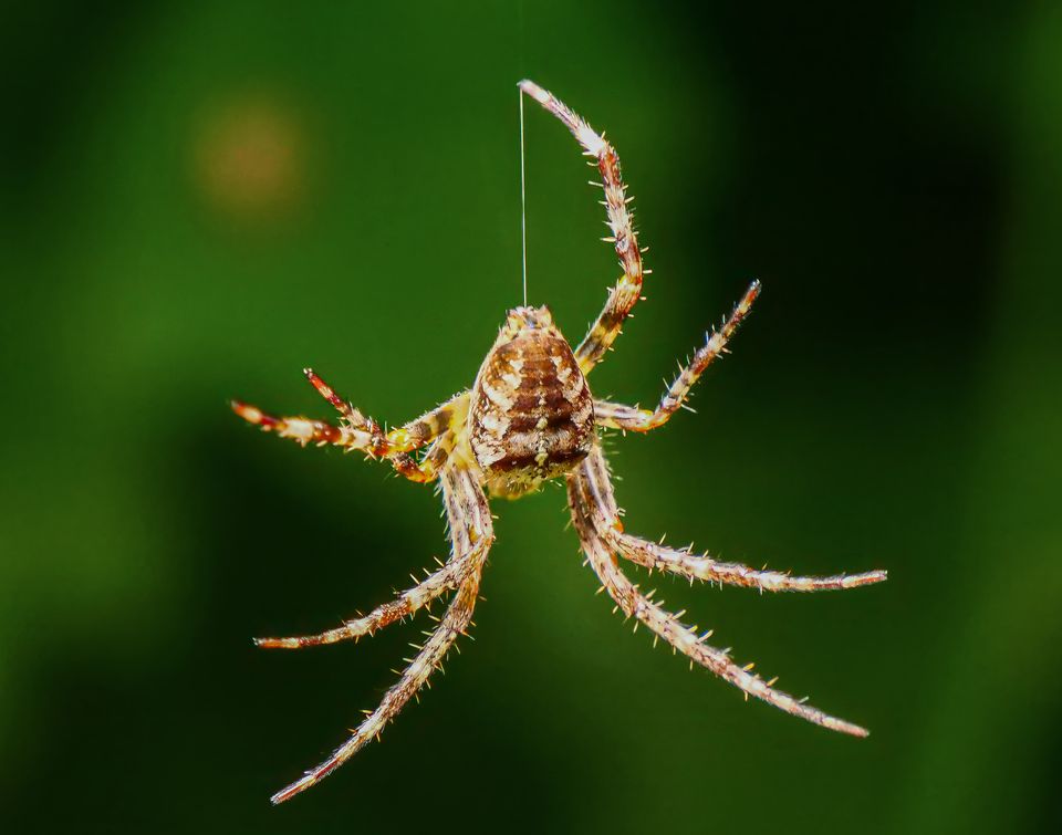 spider spinning web