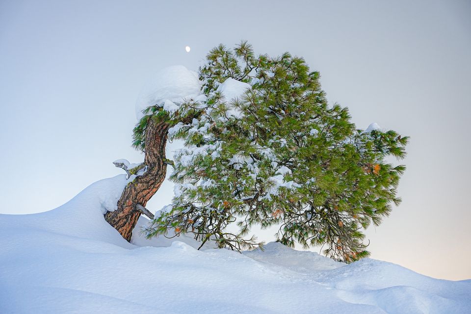 tree in snow