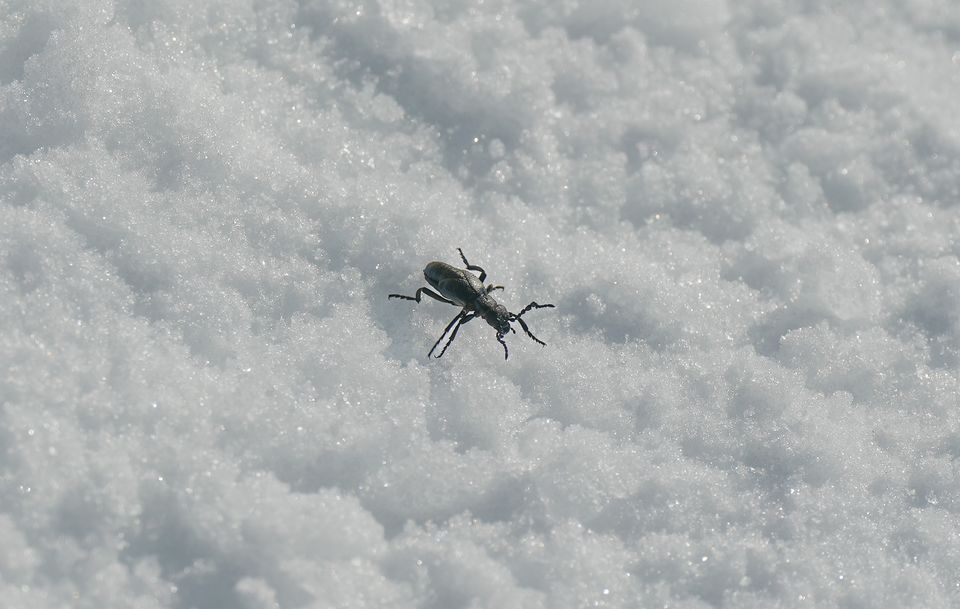 beetle on snow