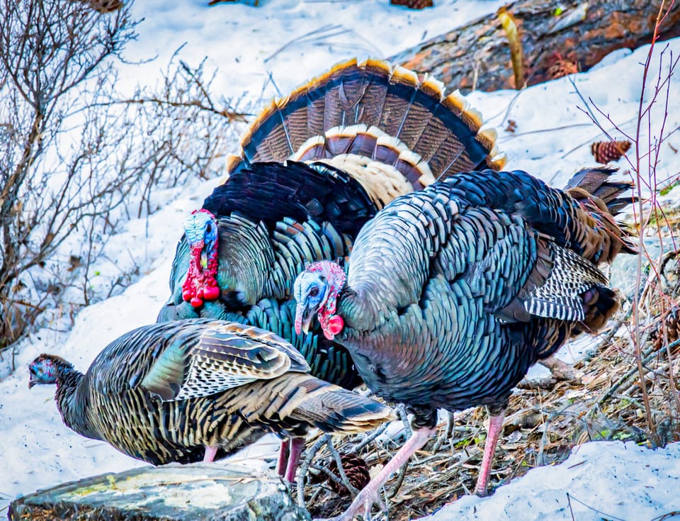 wild turkeys