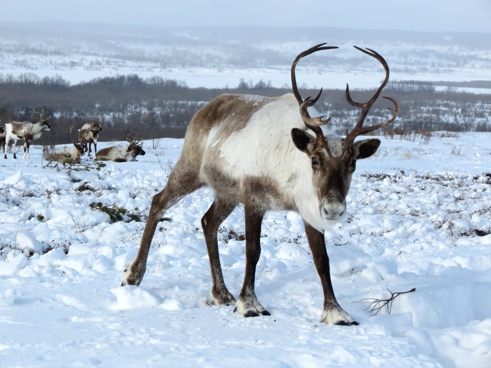 reindeer