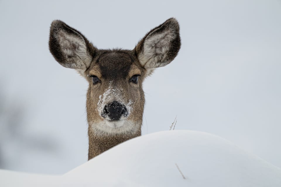 deer in snow