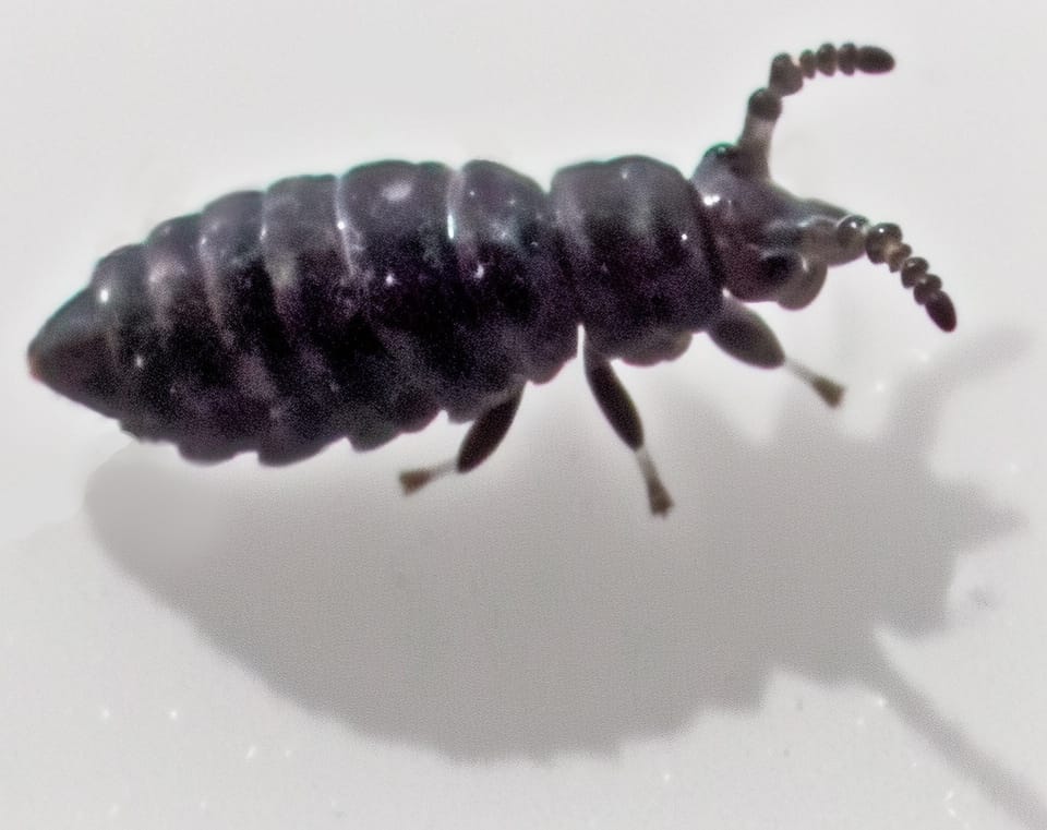 Springtails and Snow Fleas