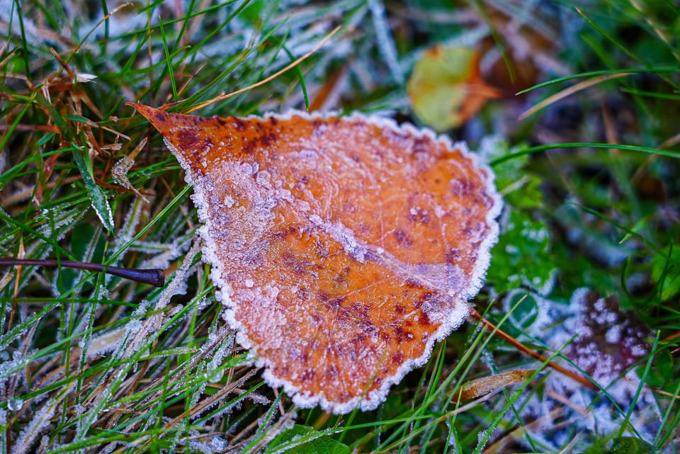 frost on leaf