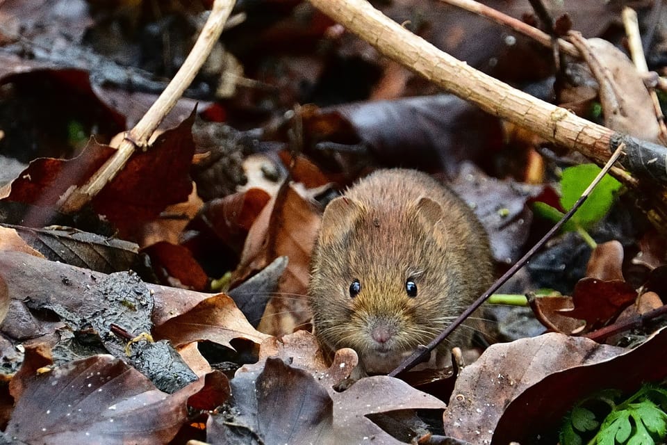 vole