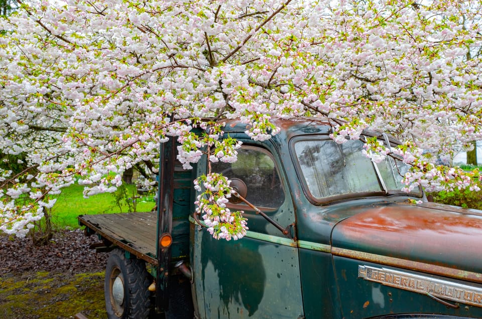 flowers and old truck