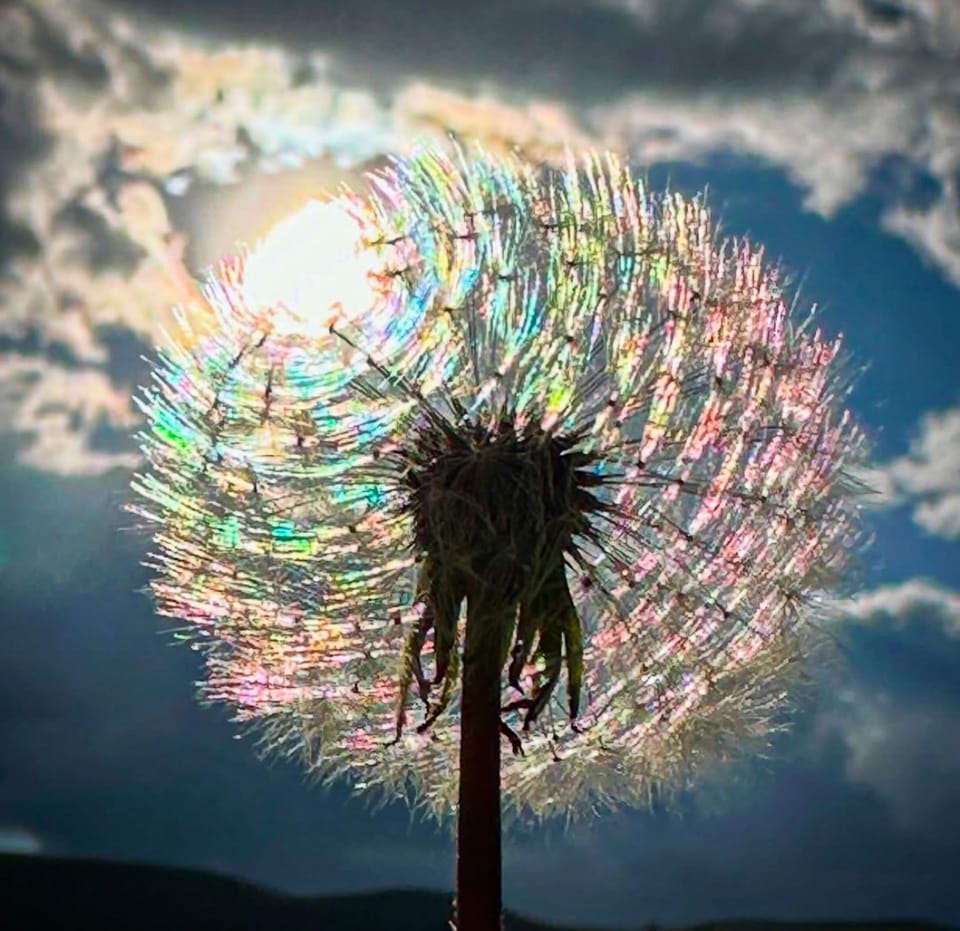 dandelion seed head in the sun